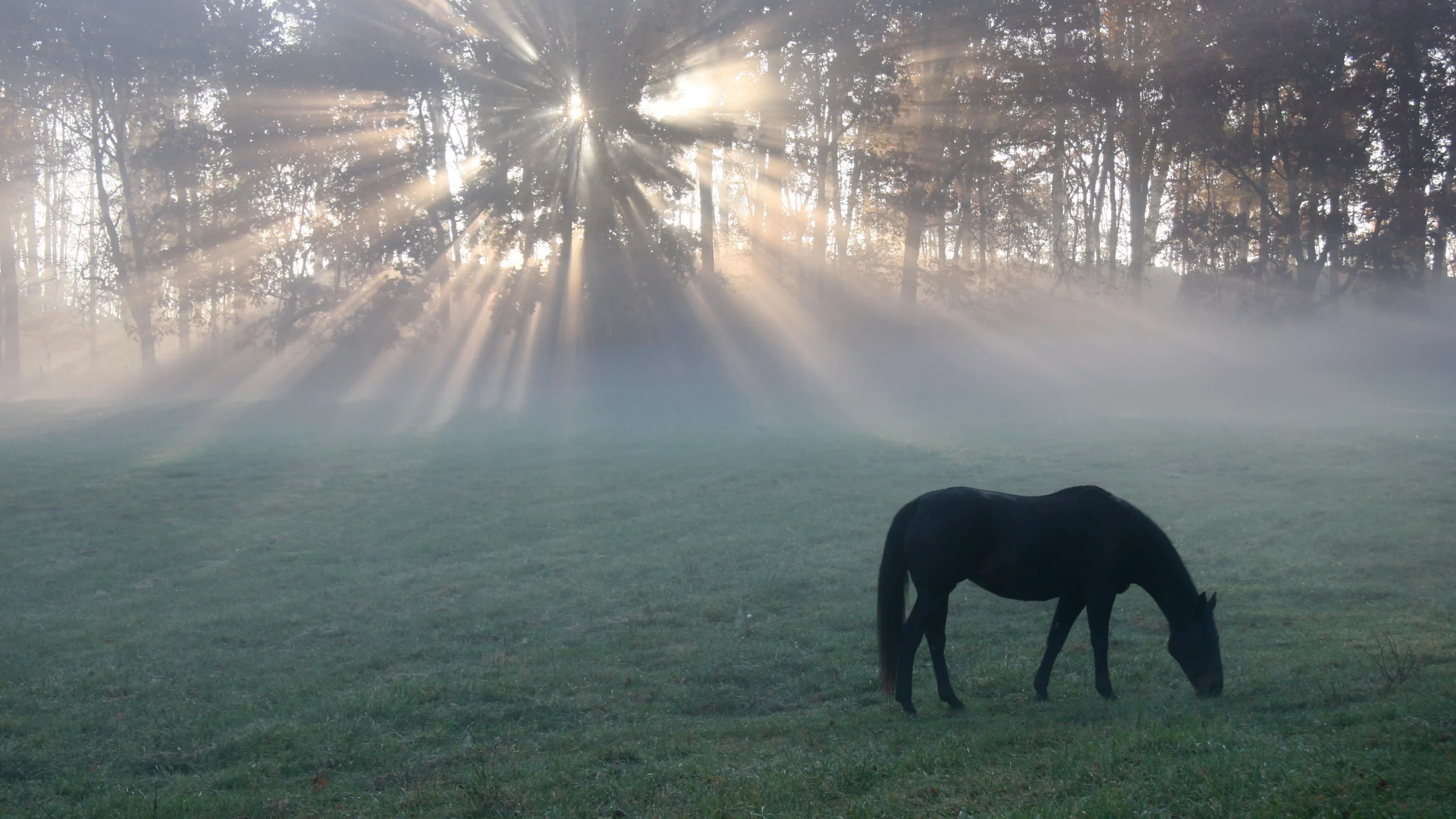 утро, поле, light, конь, horse