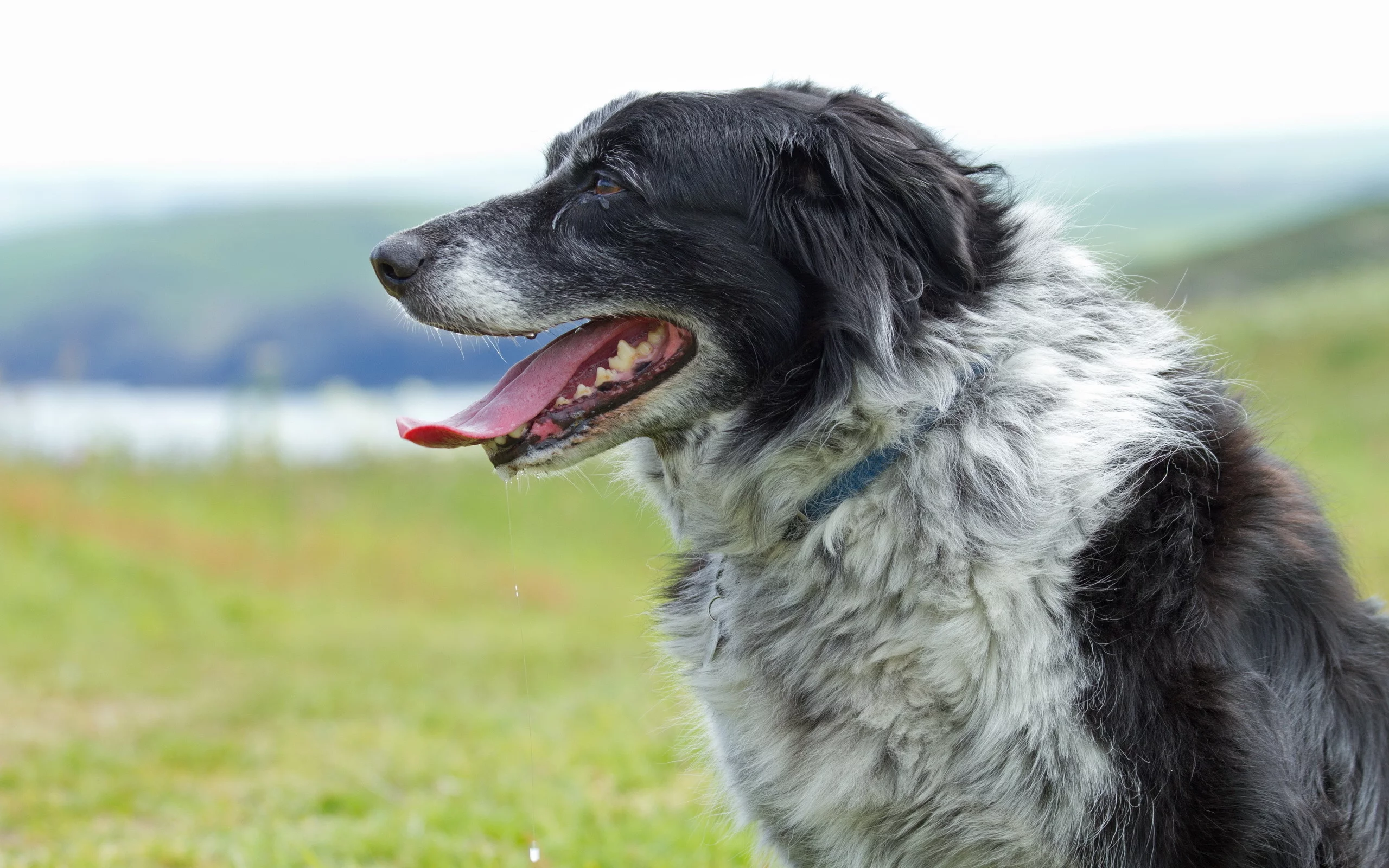 фон, собака, border collie