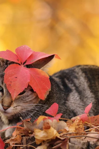 листья, кошка, осень