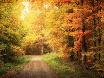 осень, лес, дорога, природа