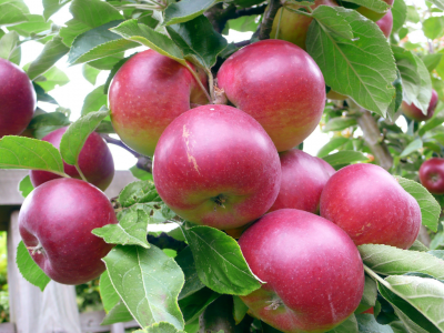 яблоко, фрукт, лето, вкусно, яблоня, сад, урожай, сочно