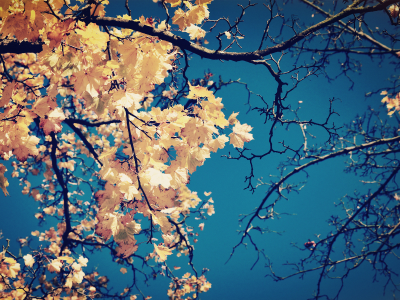 небо, крона, желтые, осень, ветки, дерево, листья