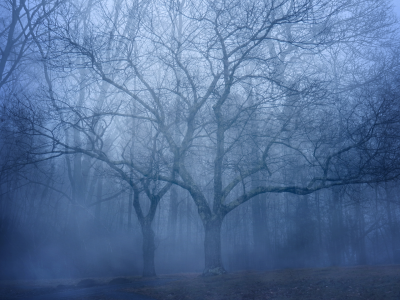  деревья, лес, туман