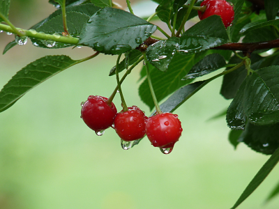 плоды, после дождя, красные, лисья, вишня, ветка, капли