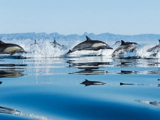 вода, дельфины