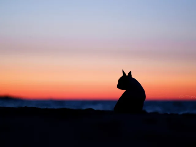 кошки, настроения, закат, природа, силуэт, кошка, ушки