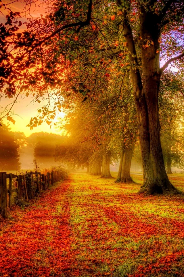 autumn, leaves, nature, park, colors, листья, fall, path, walk, road, colorful, trees