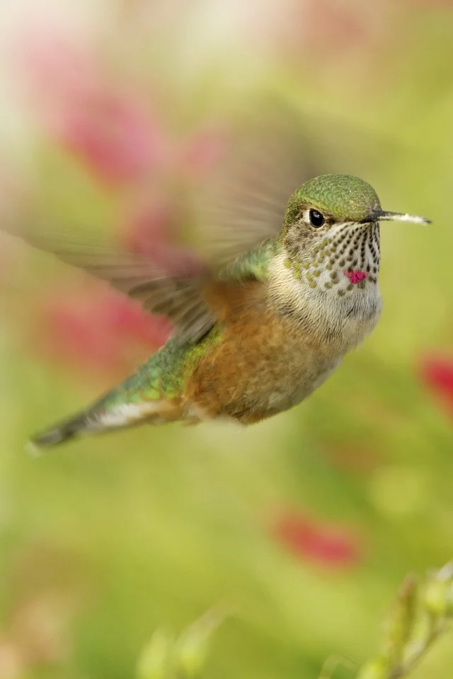 макро, hummingbird, колибри, птичка, в полете