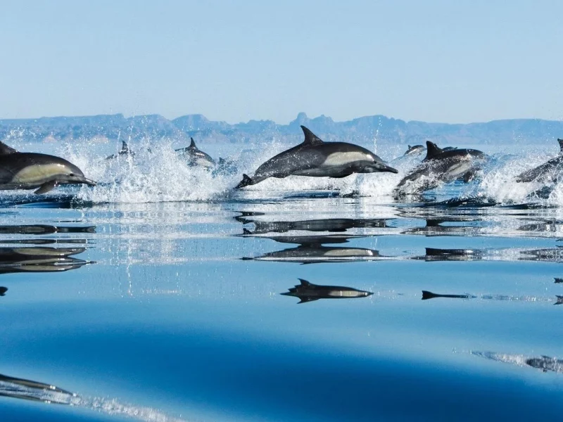 вода, дельфины