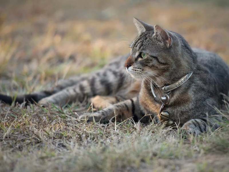 кот, взгляд, кошка, ошейник, серый, трава