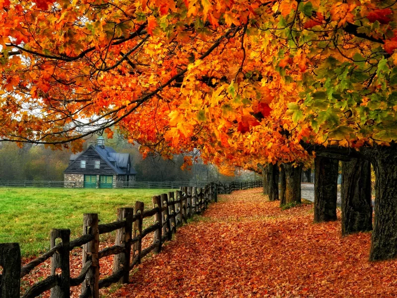 road, tree, fall, nature, autumn, path, glow, leaves, foliage, colorful, shine, mirrored, branches