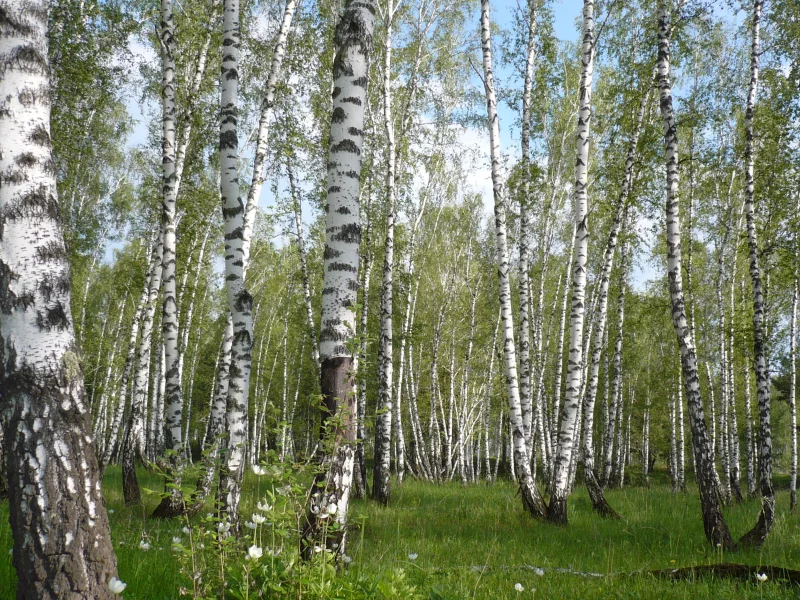 сибирь, березы, шушенский бор, лето