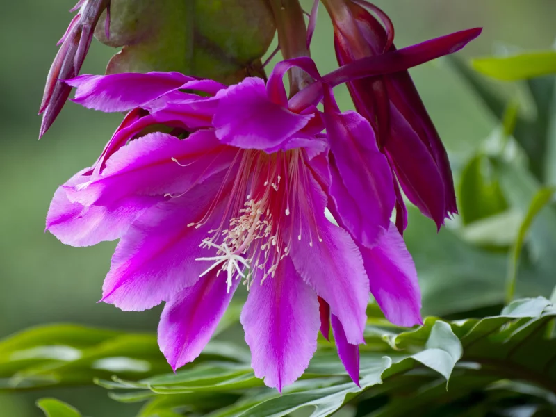 кактус, orchid cactus, эпифиллум, макро