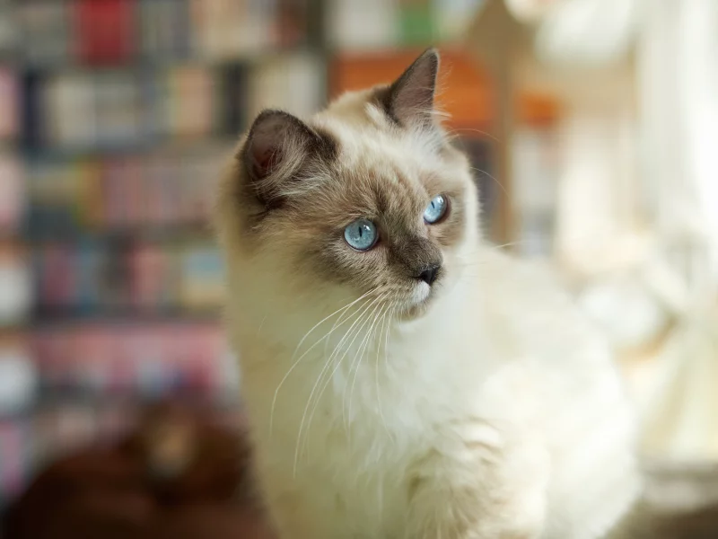 кошка, взгляд, пушистая, сиамская, кот, внимание