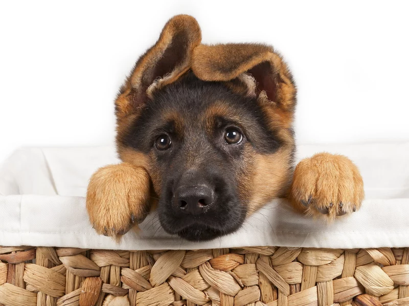 german shepherd, pet, puppy, dog