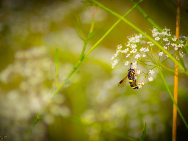 Весенняя муха. Муха лето. Мухи летом. Муха на цветке. Июнь природа фон мухи.