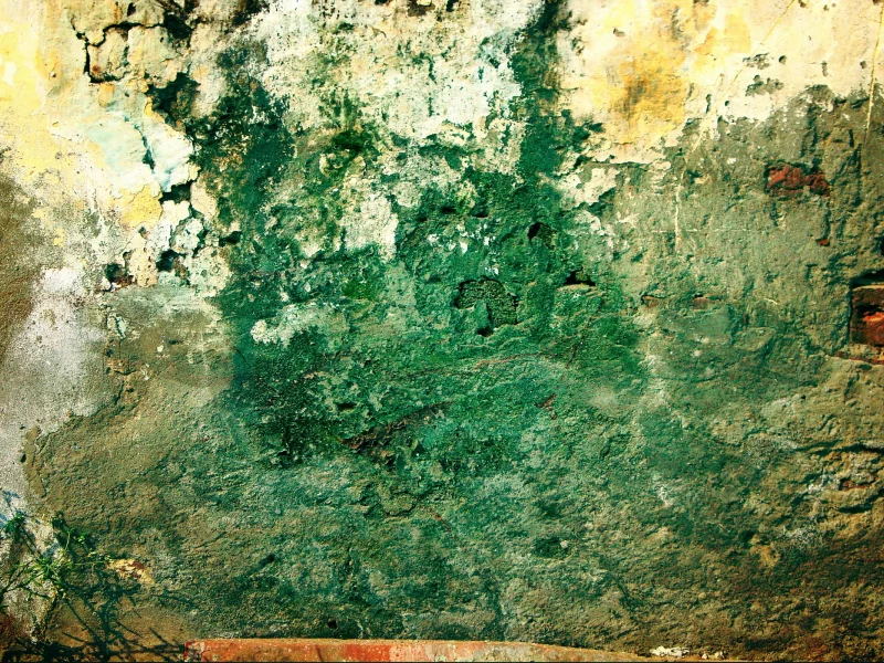 plant, brick, green, wall, dirty, pattern, grunge