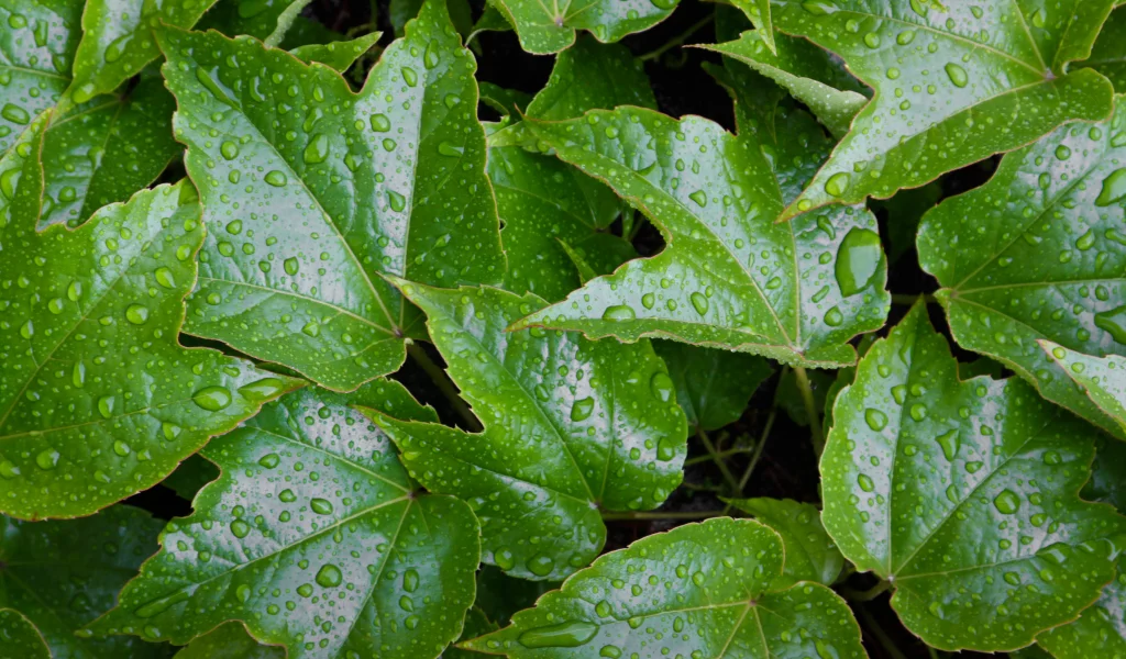 leaves, wet, pattern, water, green