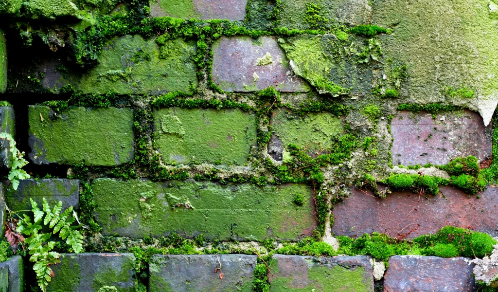 pattern, brick, wall, moss