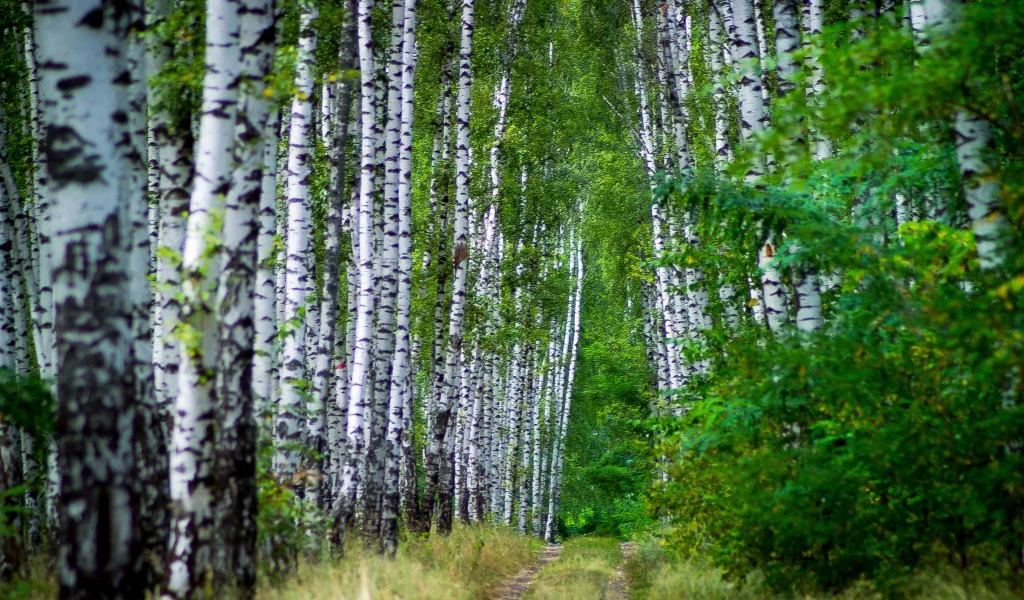 деревья, березы, алея, лето