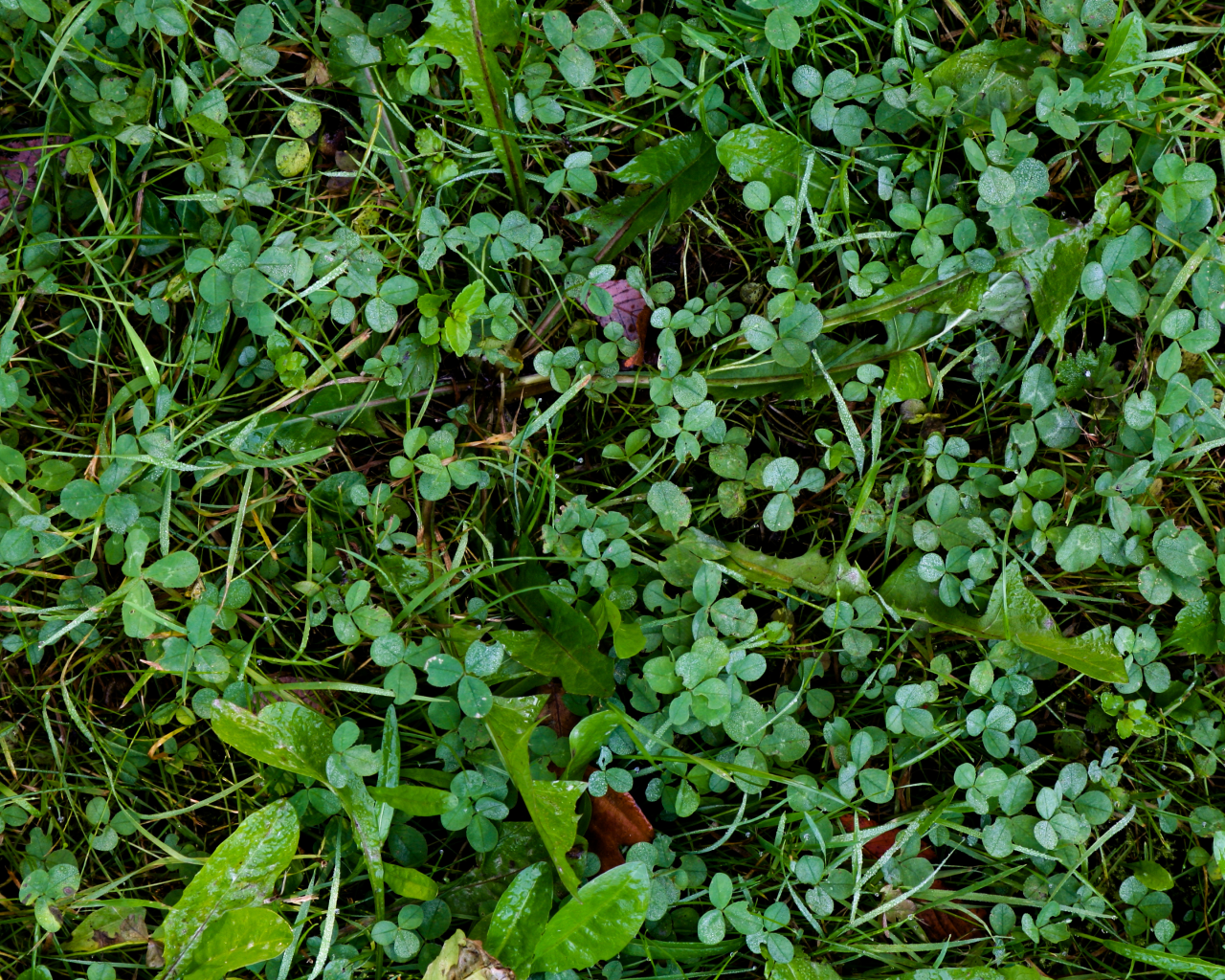 ground, green, clover, pattern