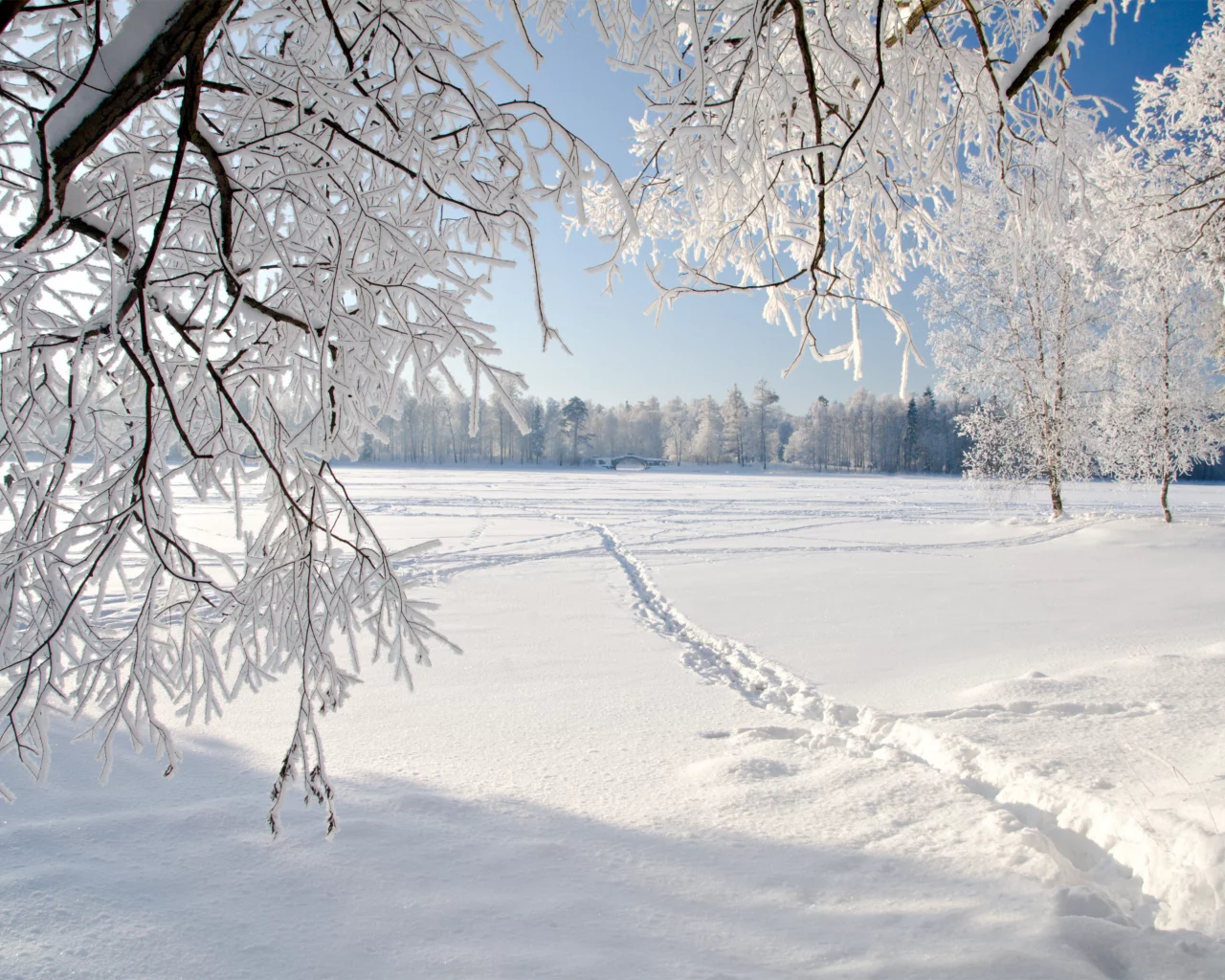 landscape, лед, ice, плача деревья, nature, weeping tree, winter, зима