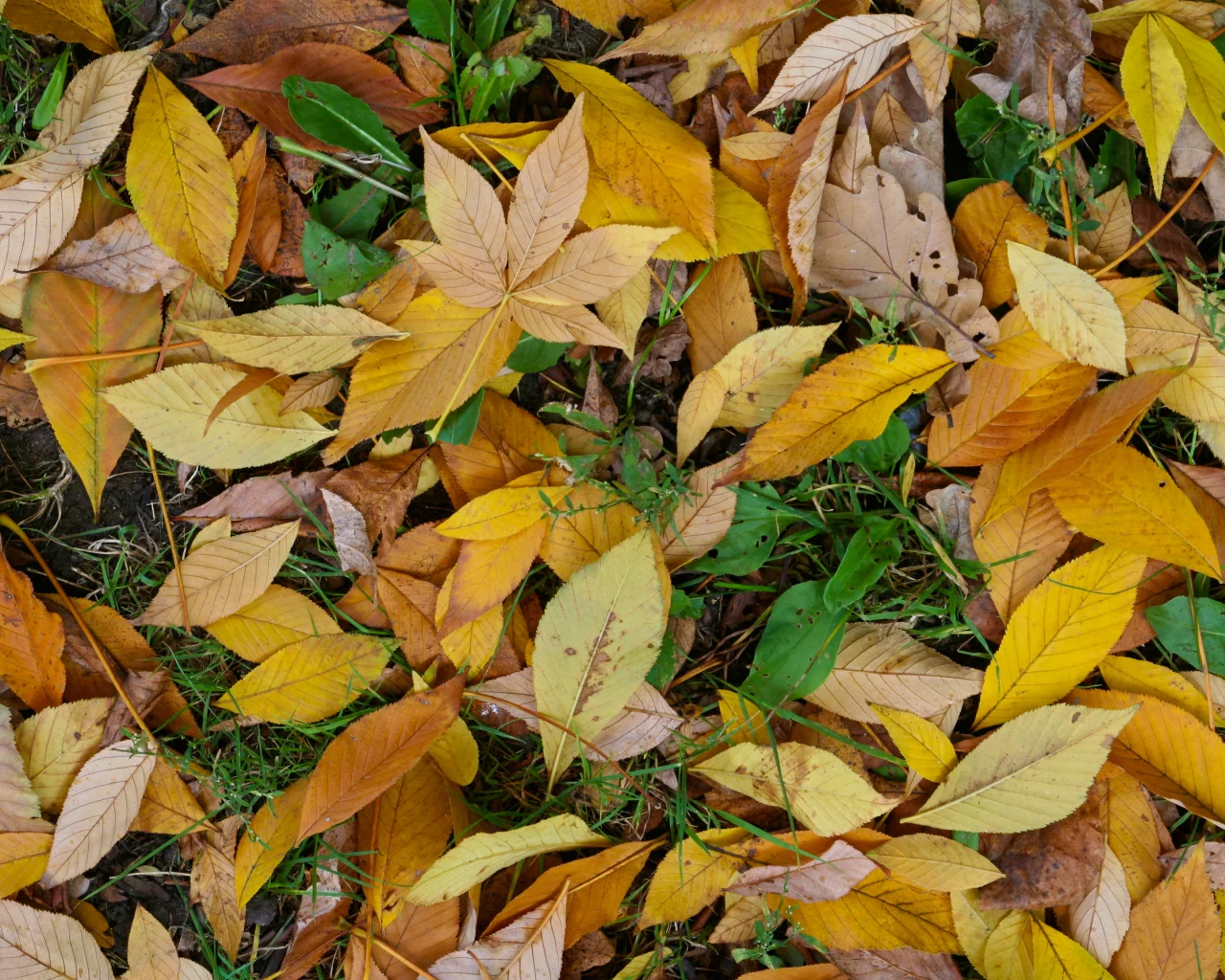 leaf, yellow, green, autumn