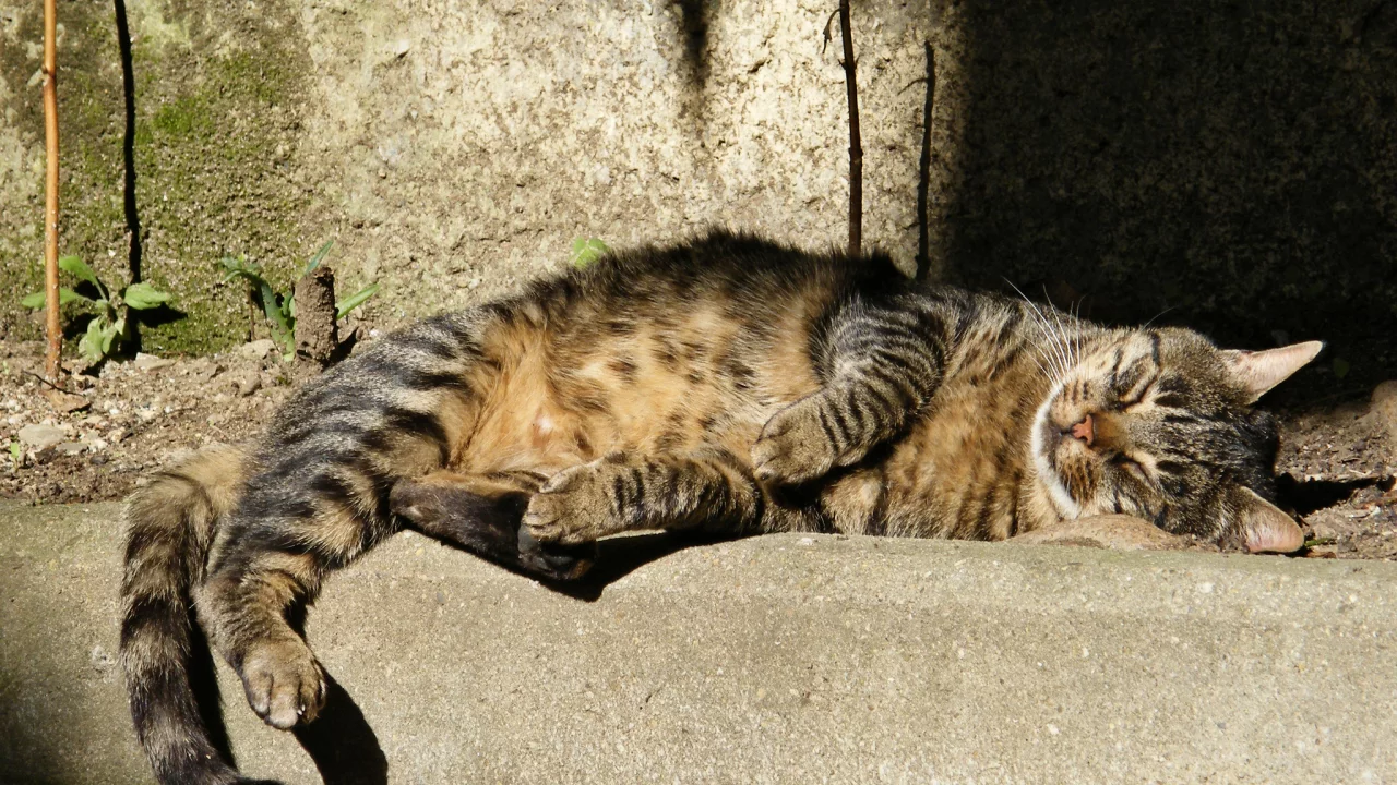 уличный, серый, спит, кот, в полоску