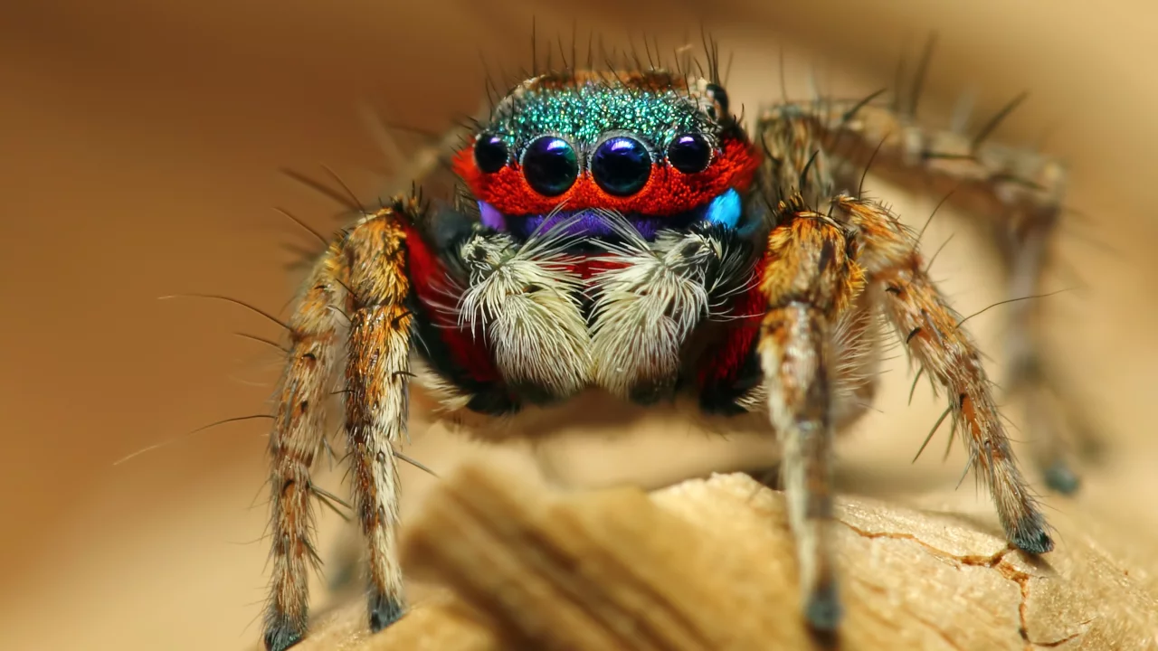 насекомое, colorful jumping spider, макро, паук
