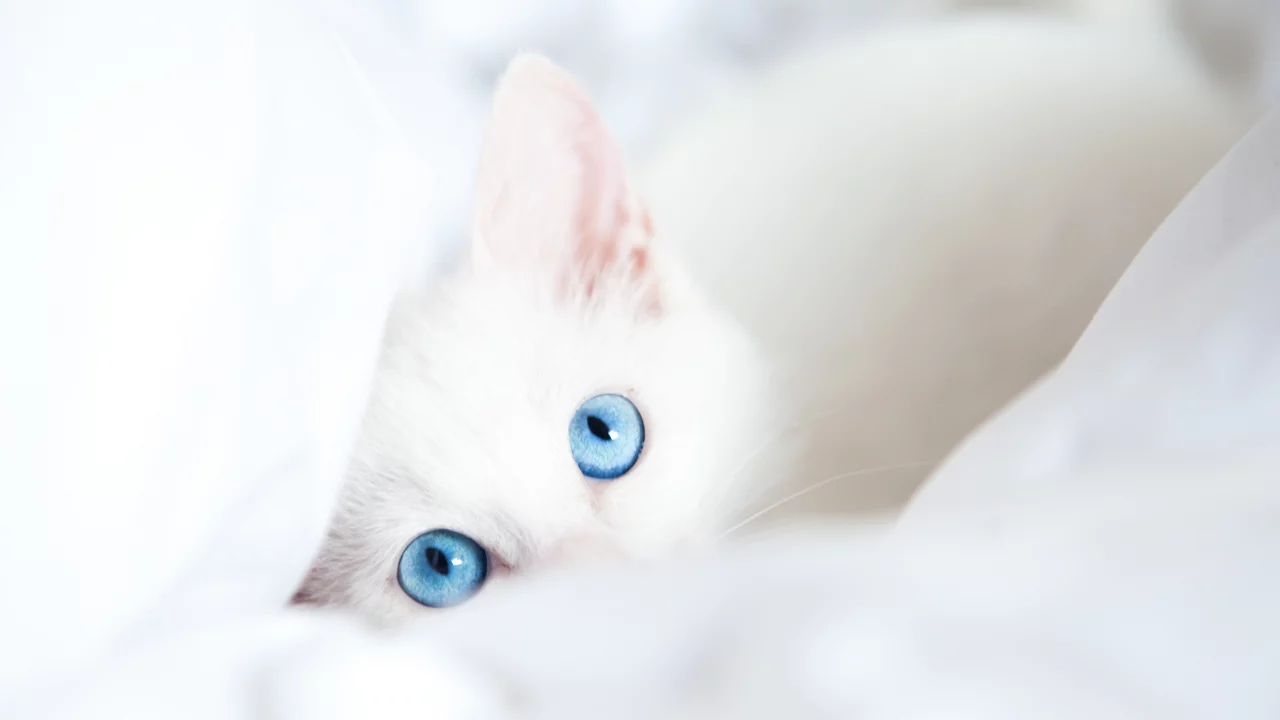 кот, одеяло, белый, взгляд, голубые глаза
