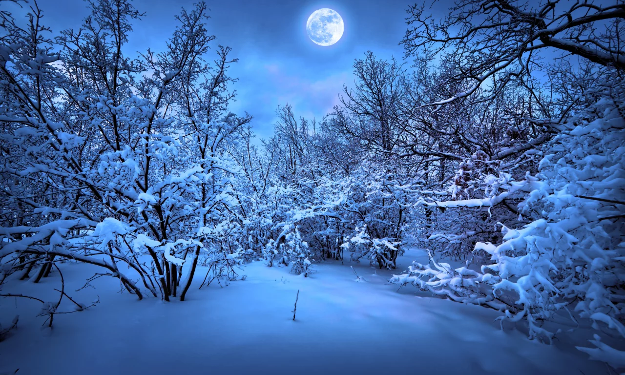 magic christmas night, christmas tree, merry christmas , snow, new year, nature, trees, winter