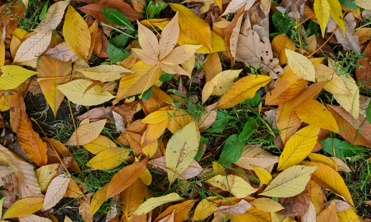 leaf, yellow, green, autumn
