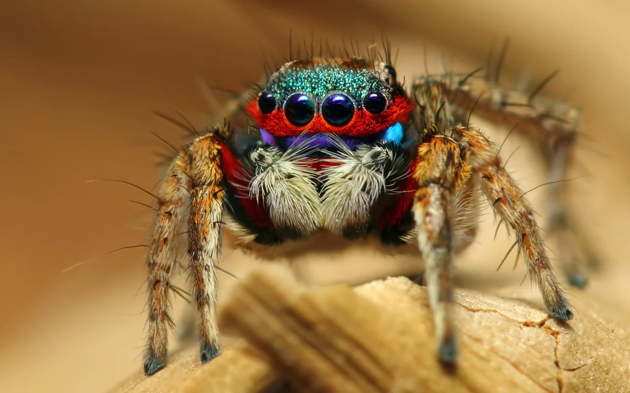 насекомое, colorful jumping spider, макро, паук