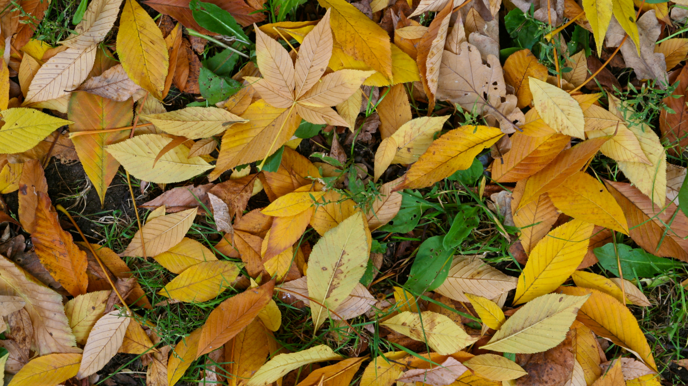 leaf, yellow, green, autumn