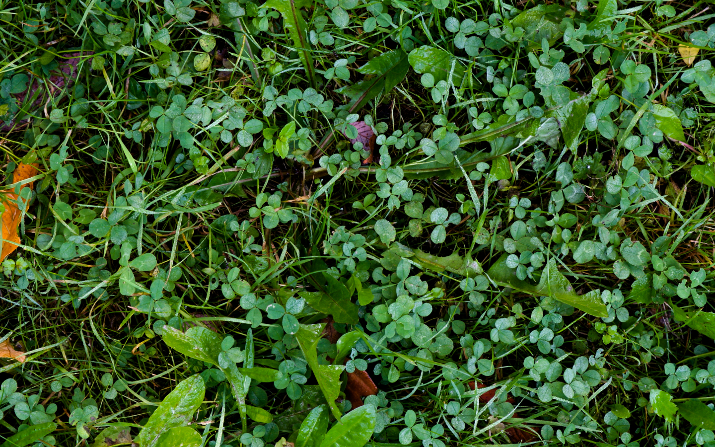 ground, green, clover, pattern