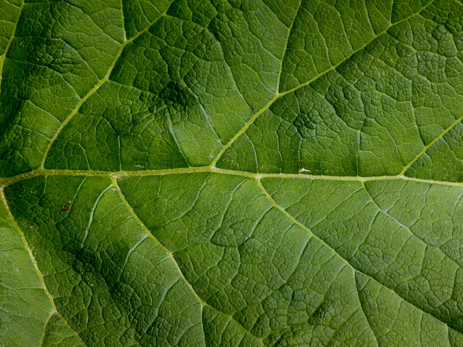 green, leaf, large, pattern