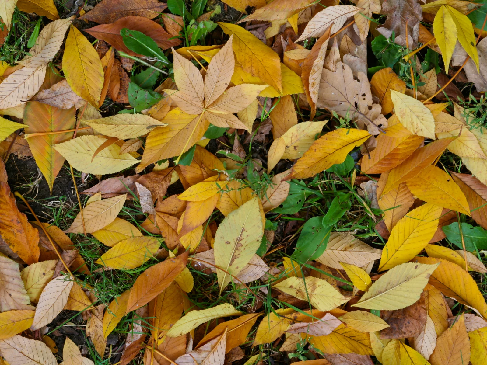 leaf, yellow, green, autumn