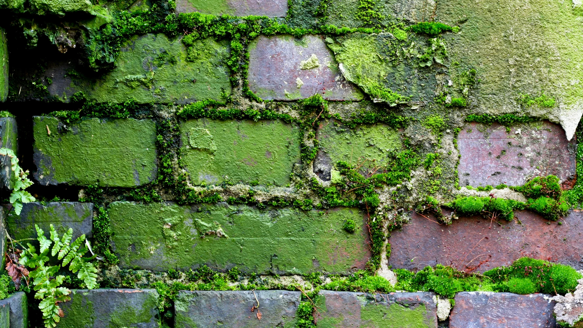 pattern, brick, wall, moss