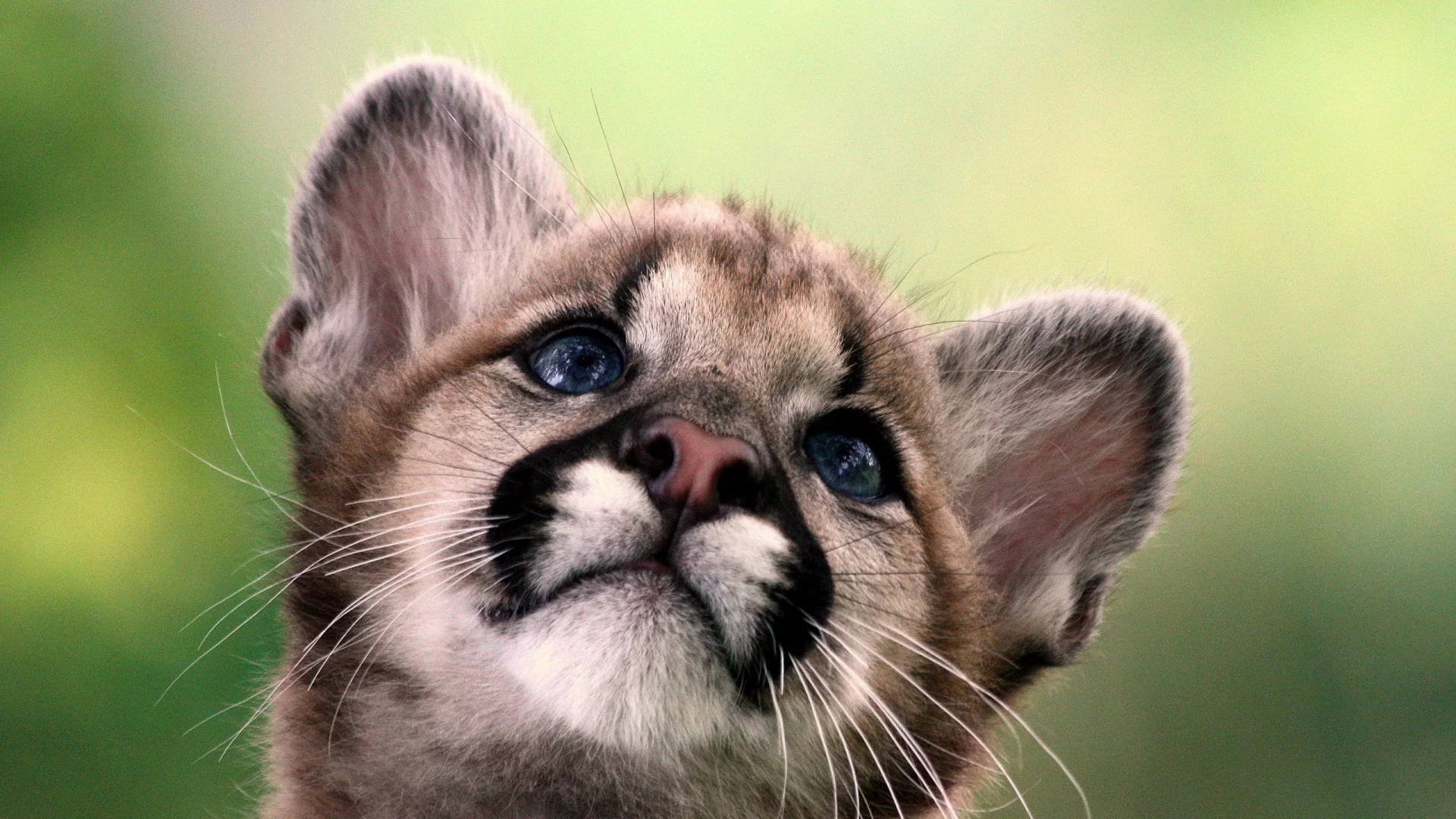 кошечка, задумалась