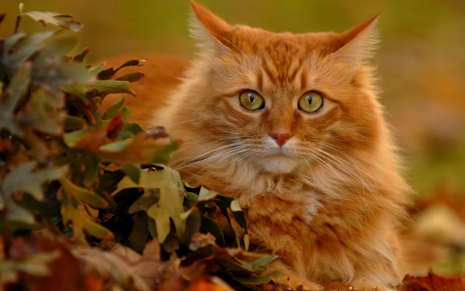 листья, рыжий кот, взгляд