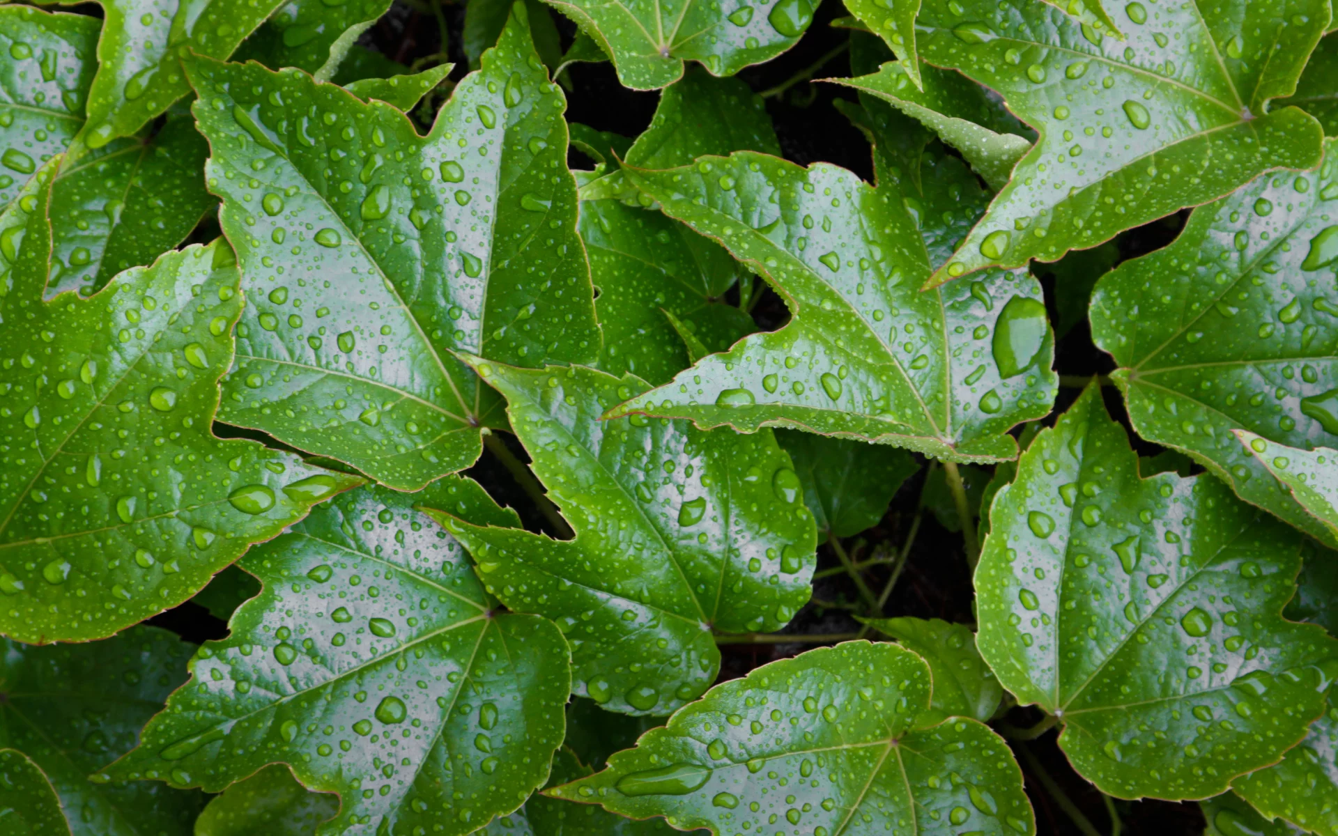 leaves, wet, pattern, water, green