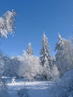 снег, небо, деревья, зима, иней