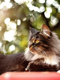 фон, кошка, лето