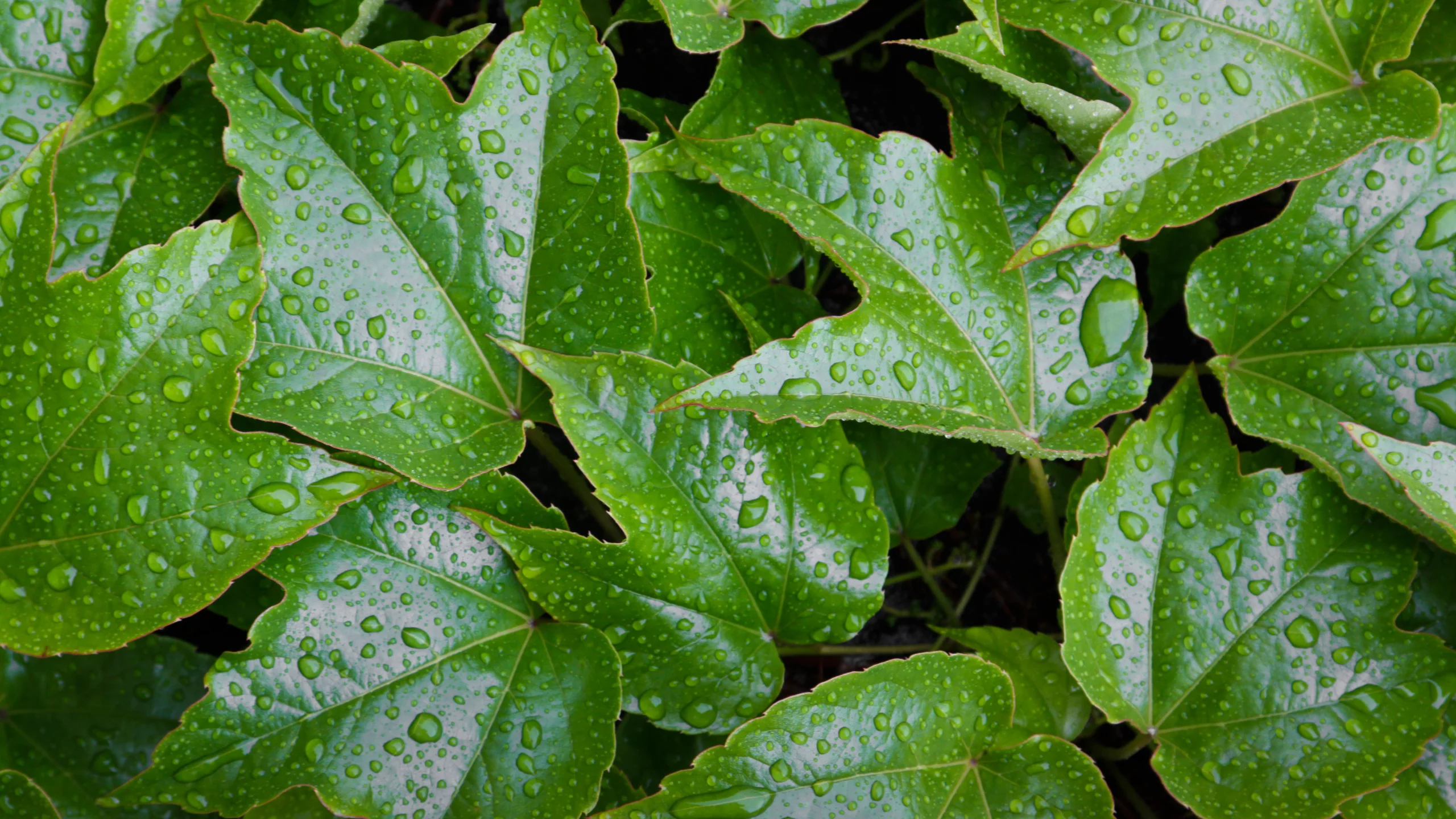 leaves, wet, pattern, water, green