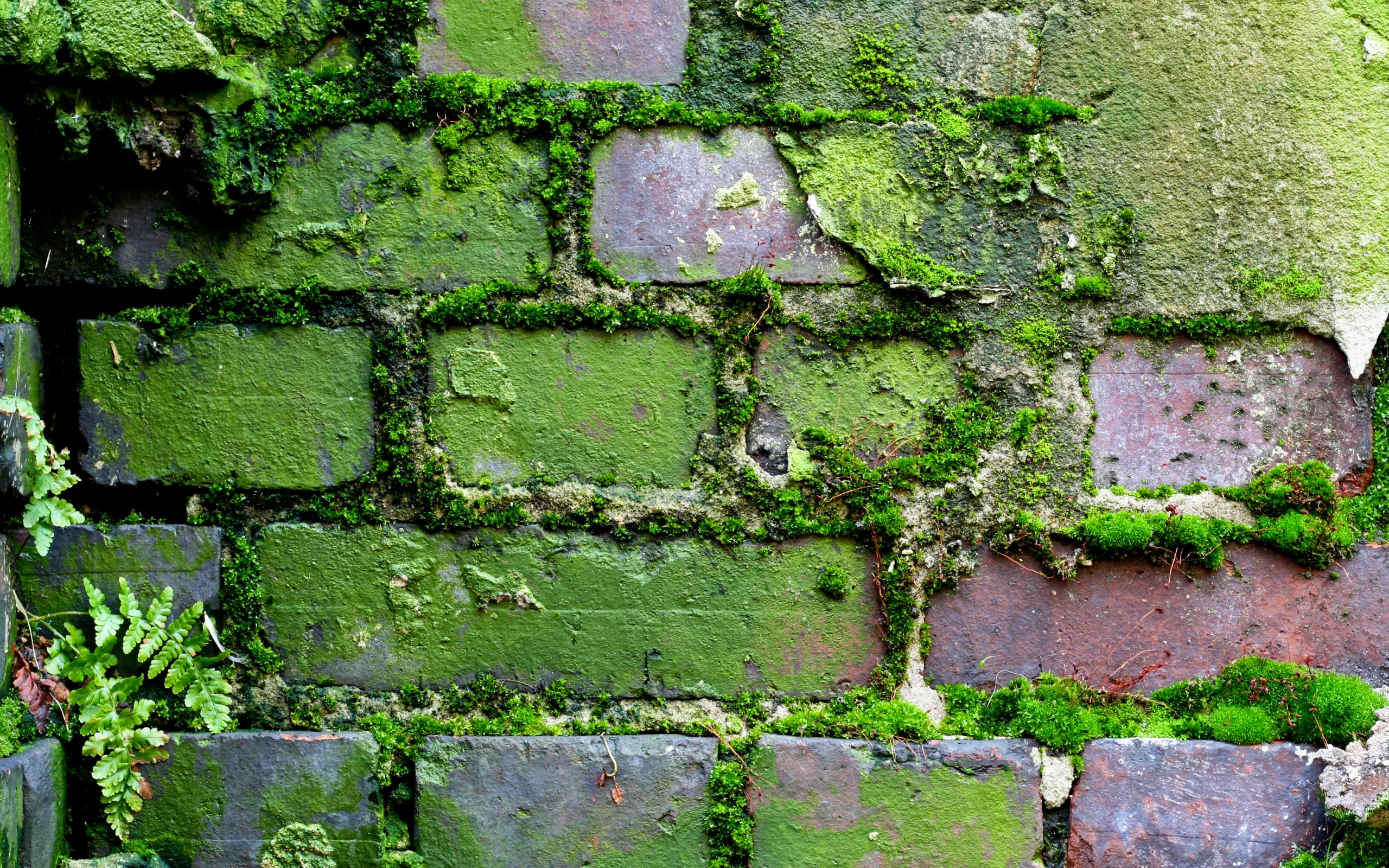 pattern, brick, wall, moss