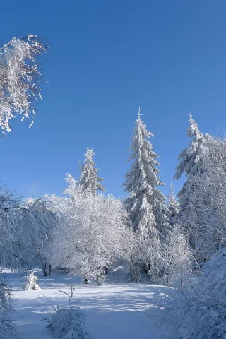 снег, небо, деревья, зима, иней