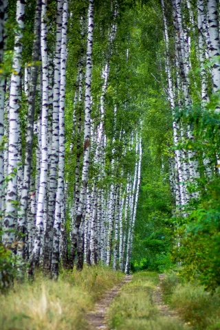 деревья, березы, алея, лето
