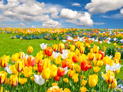цветы, природа, тюльпаны, облака, пейзаж, весна, поле