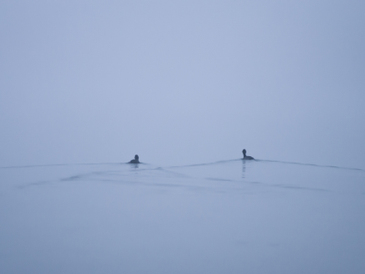минимализм, озеро, туман, утки