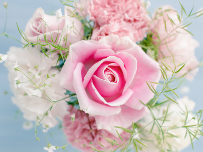 розовая роза, flowers, цветы, pink rose, beautiful , красивая